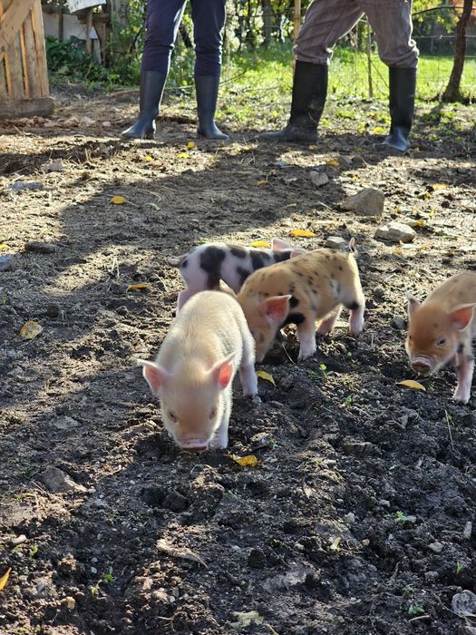 Porcos kunekune Fêmeas e Machos