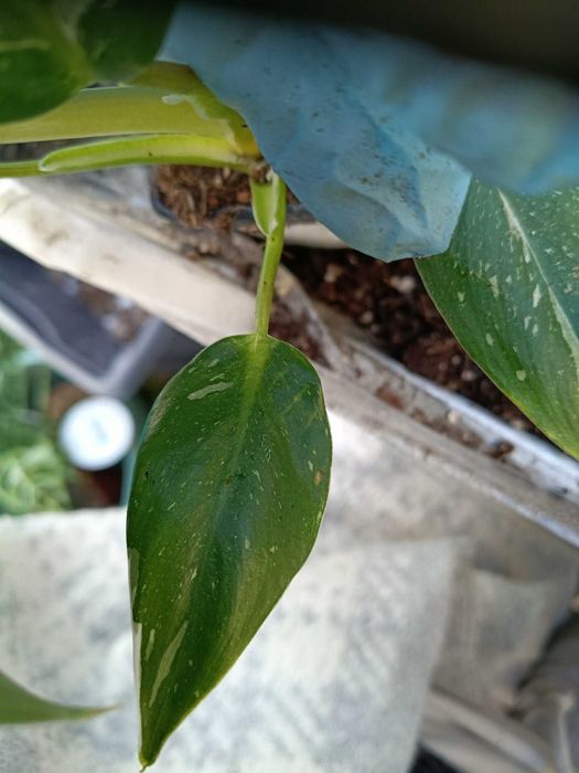 philodendron white wizard-sadzonki mniejsze