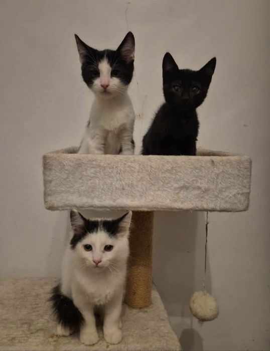 Kotki polecaja sie do adopcji