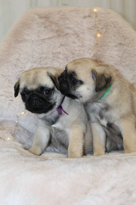 Бомбезні мопсики