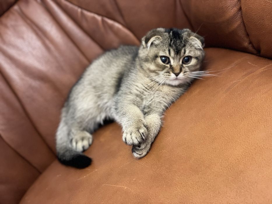 Продається кішечка