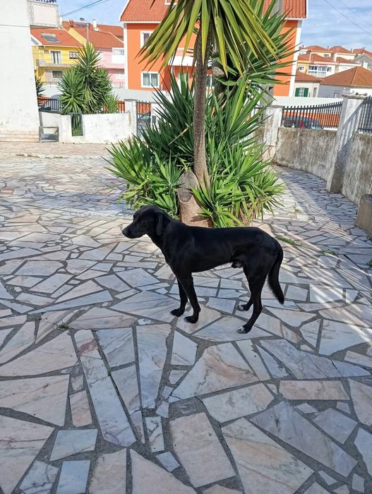 Doação de Cãozinho brincalhão