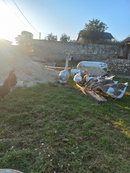 Продаються гуси холмогори