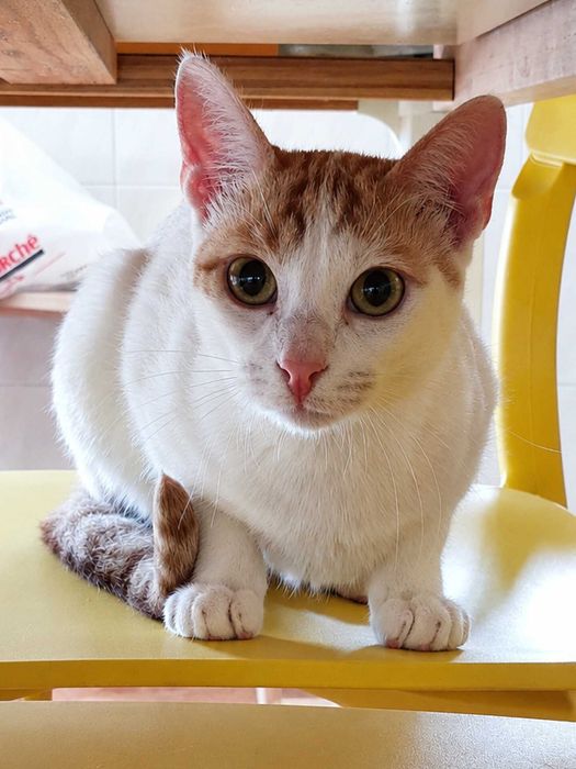 BRANQUINHO (Macho, 9 Meses) - Para Adoção
