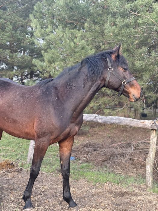 Жеребец УВП, лошадь, конь