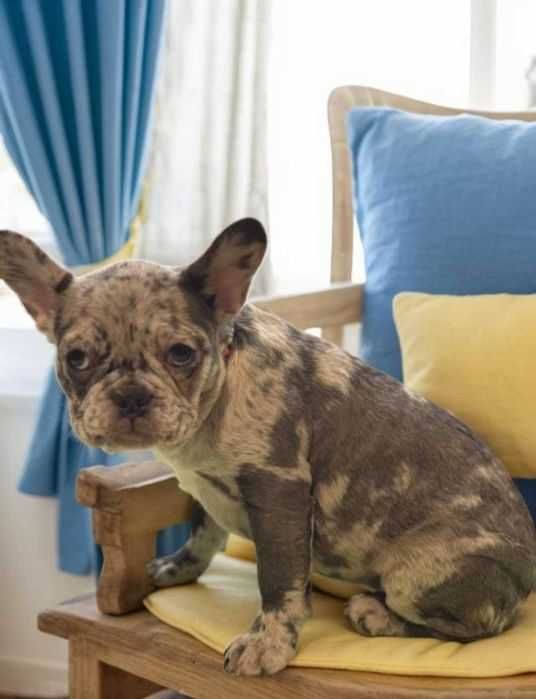 Красотка француженка.