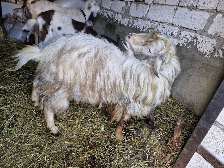 Цап/кози/козенятп