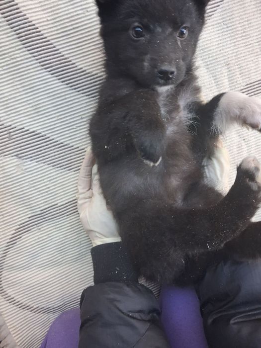 Віддаємо принцесок