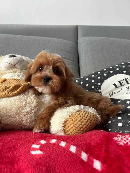 Malutki piesek Cavapoo