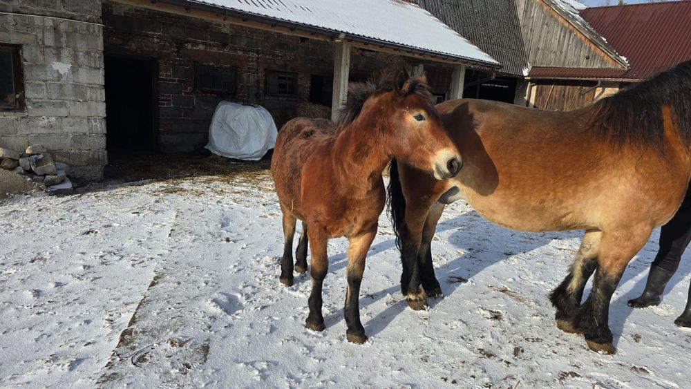 Źrebice zimnokrwiste