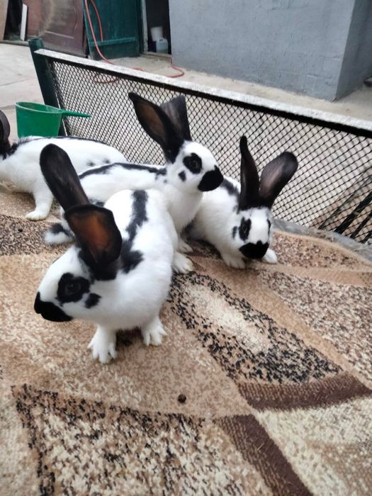 Продам мясо кроликів кролі німецький строкач, бургундець, полтавське с