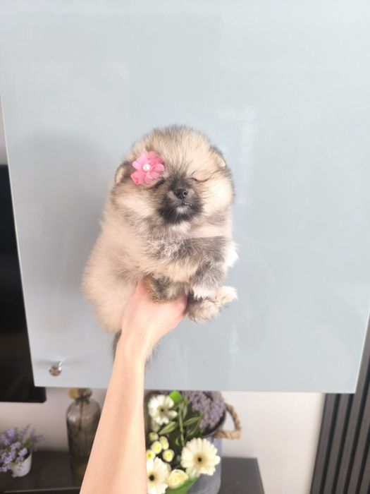 Lulu da Pomerânia. Menina .Ursinha Mini. Lop e Afixo . Russo.
