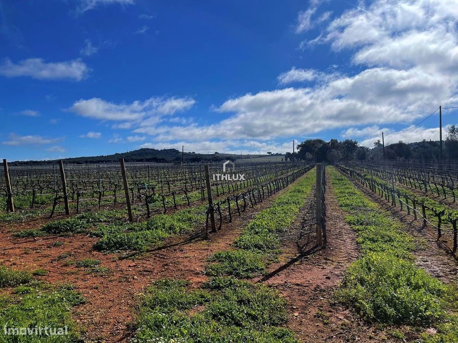 Quinta de 15 hectares de vinha em plena produção em Estremoz