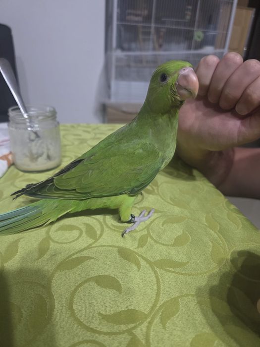 Ring neck para criar a mão sexados