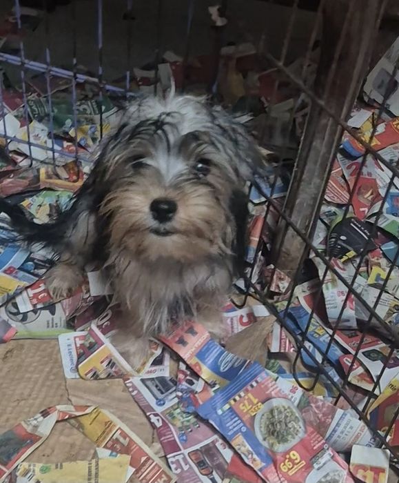 Yorkshire Terrier Macho Criadora Registada PT3088FL