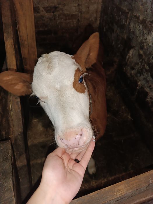 Продам теличку два місяці