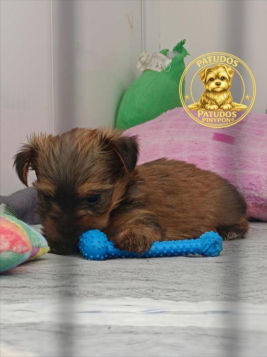 Yorkshire Terrier Gold mini
