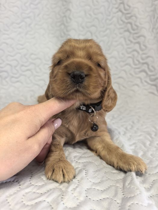 Śliczna suczka  cocker spaniel