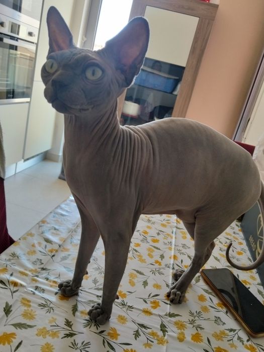 Gato Sphynx disponível — energia e personalidade únicas!