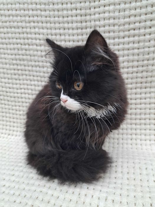 Котята пушистые красивые мальчики