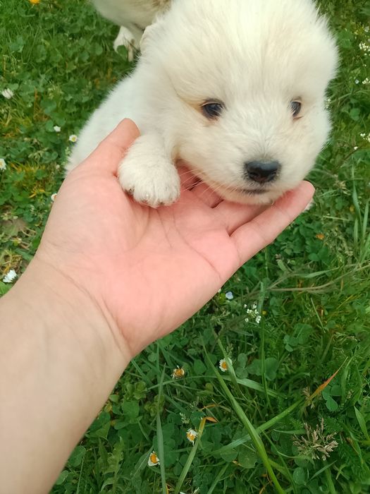 Самоїдська собака  хлопчик