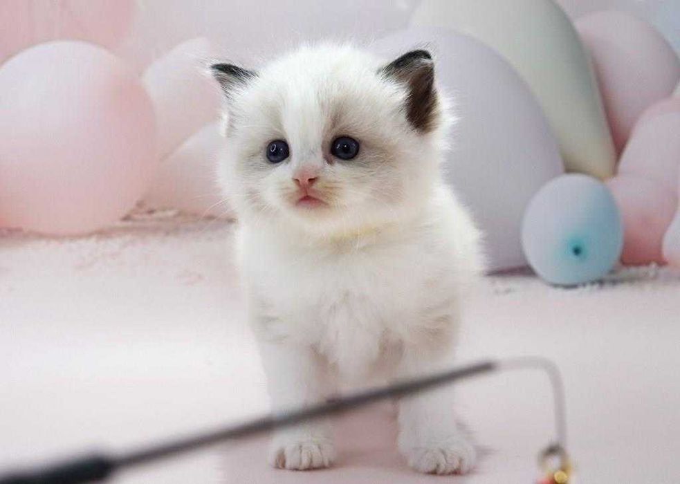 Чарівний блакитноокий котик чарівної породи -Ragdoll