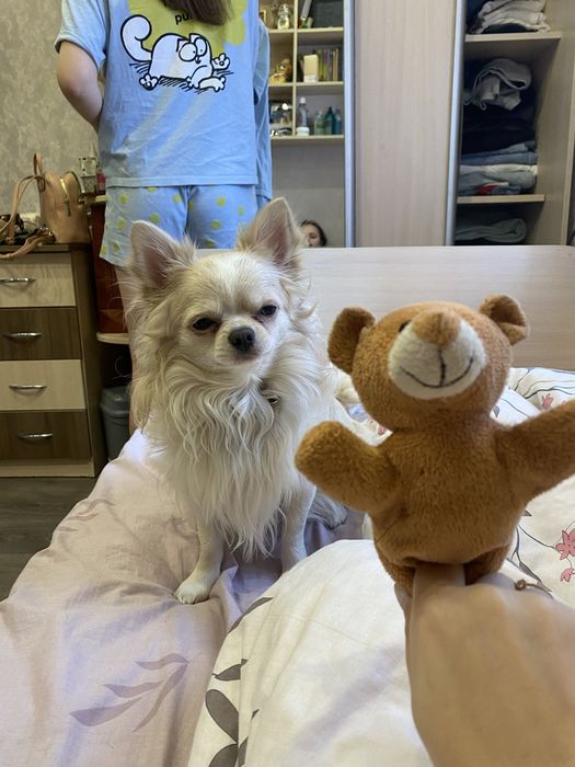 Ищу невесту чихуахуа