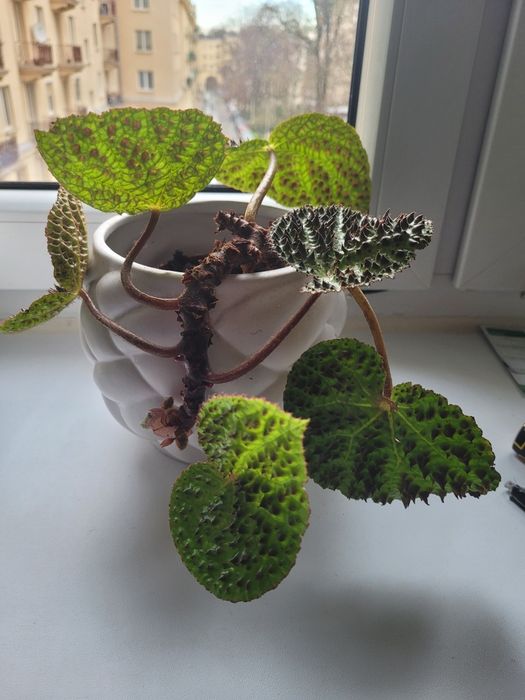 Piękna Begonia Ferox