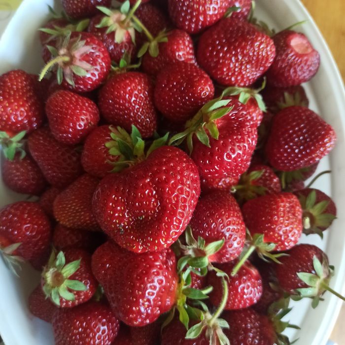 Продам саджанці полуниці Альба та земклуніки Купчиха