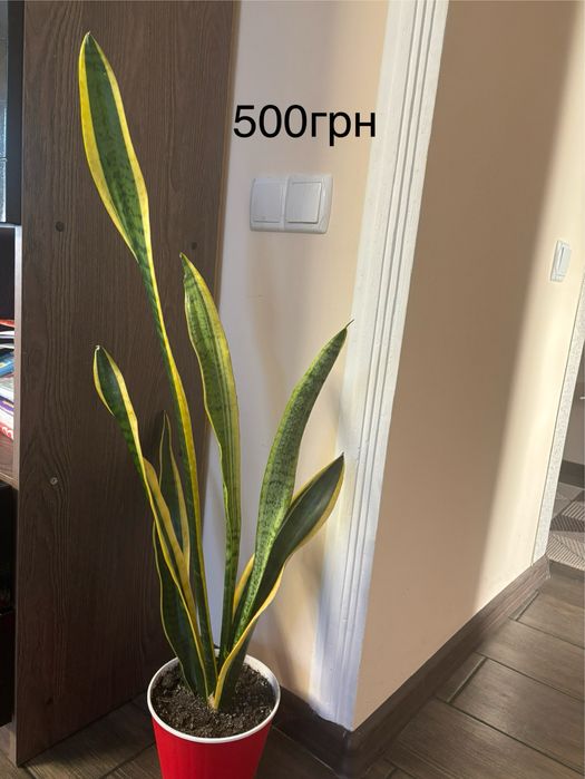 Сансевʼєрія тещин язик