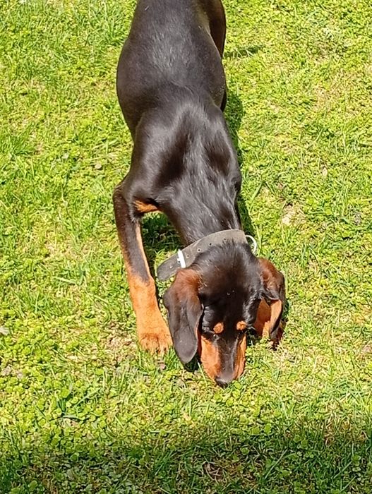 Мисливська собака