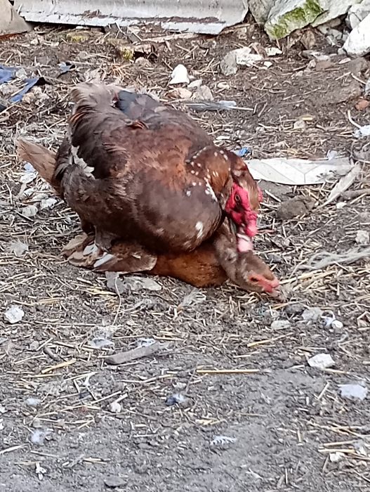 Jaja lęgowe od kaczek piżmowych