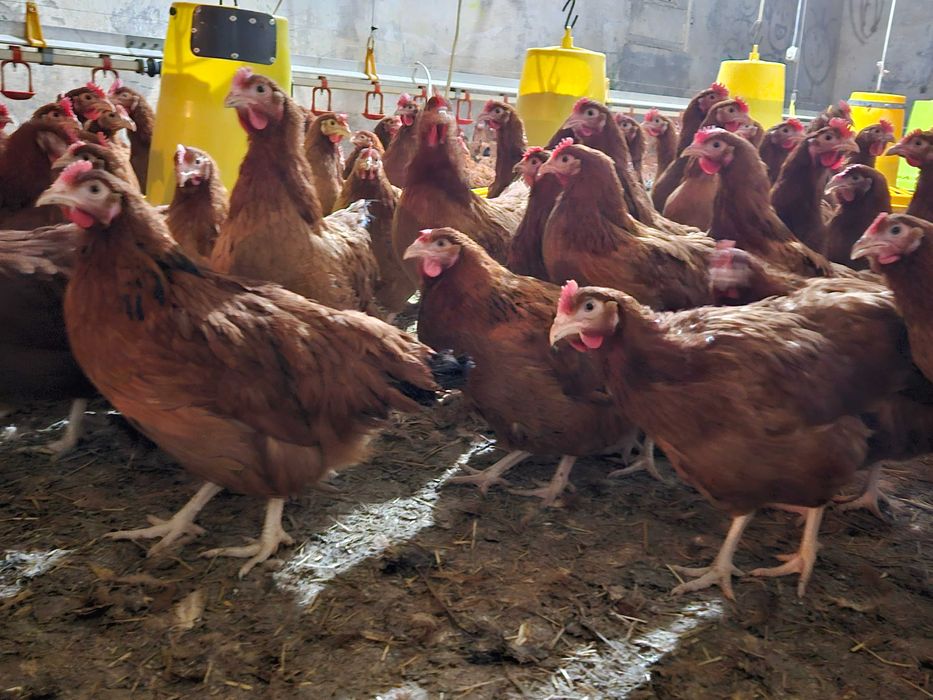 KURY nioski odchowane Tetra dowóz gratis