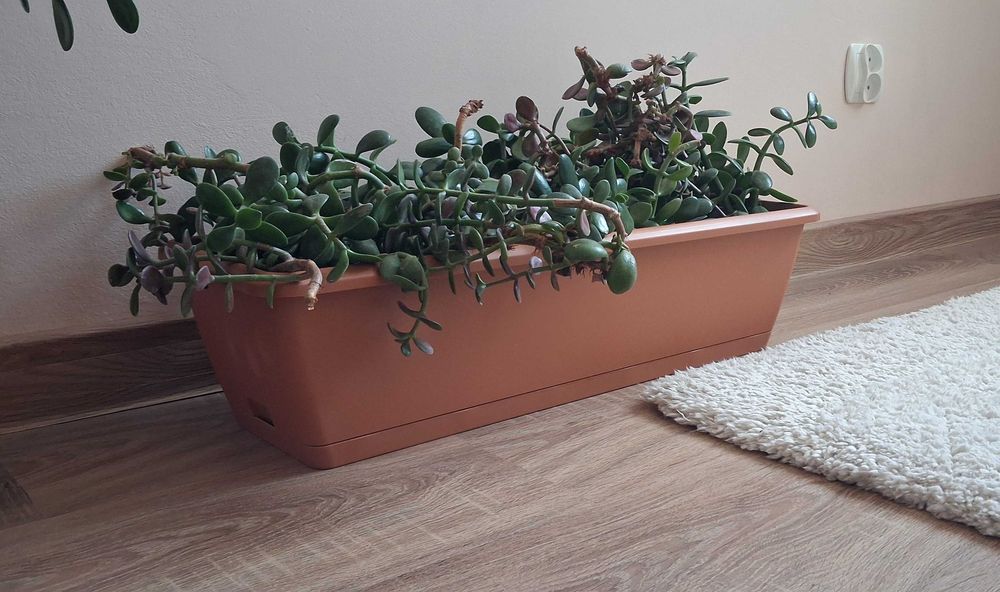 Sadzonki Grubosz Drzewiasty