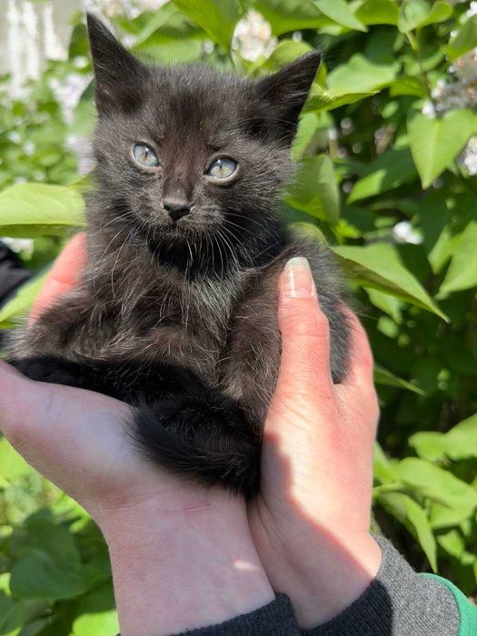 Кошеня, 1,5 місяців. Дівчинка в люблячу родину.