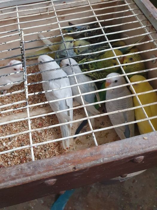 Periquitos 15 cada casal