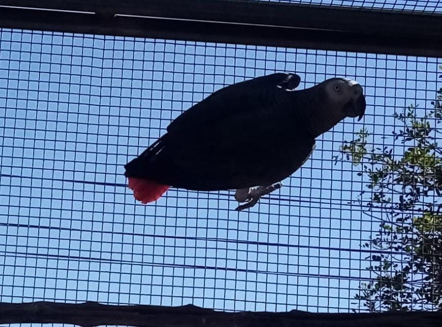 Casal  Papagaios  Psittacus erithacus