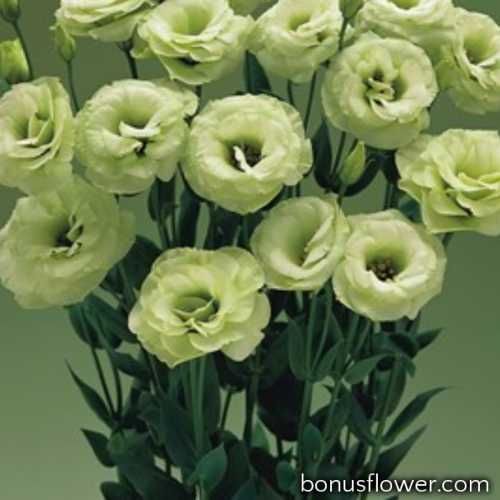 Розсада еустоми, квіти