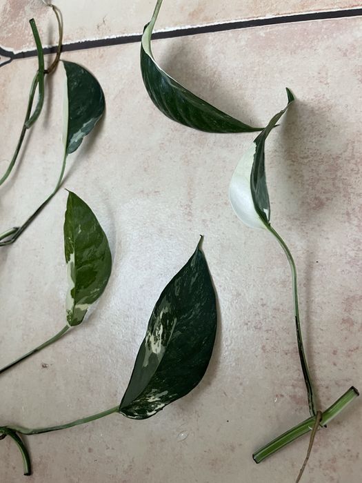 epipremnum pinnatum variegata okaz kolekcjonerski