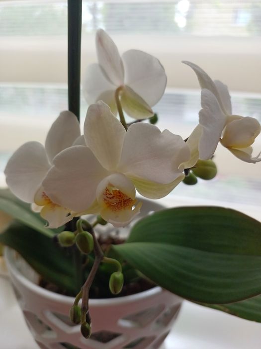 Продам орхидею,домашнее цветение , выращенную с любовью .