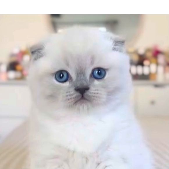 Кожне кошеня розкішне