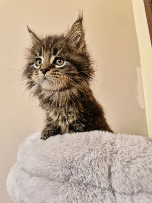 Gatinho Maine Coon com LOP