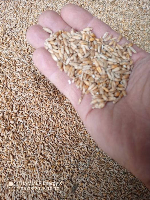 Pszenżyto ładne bez zanieczyszczeń