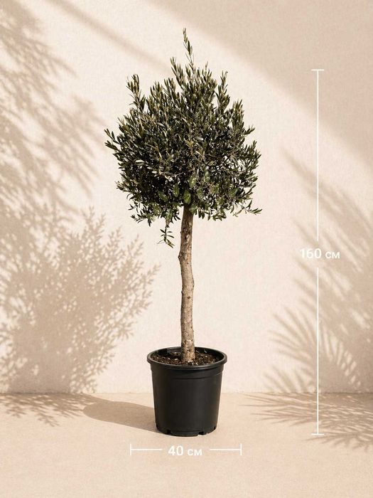 Олива/Маслина європейська (Olea europaea) вік 30-35 років