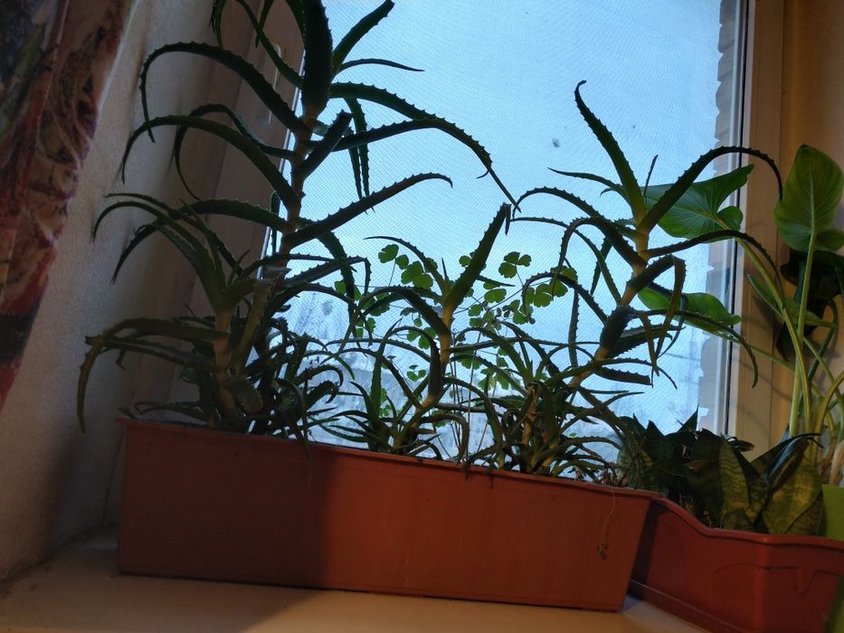 Алоє кімнатна лікарська та декоративна  рослина