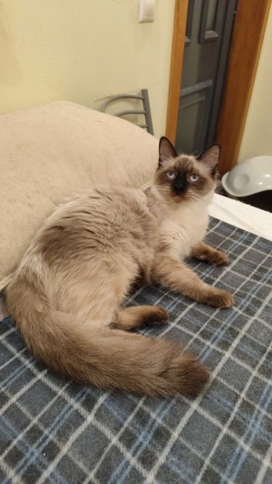 Gatinhos para adoção em conjunto