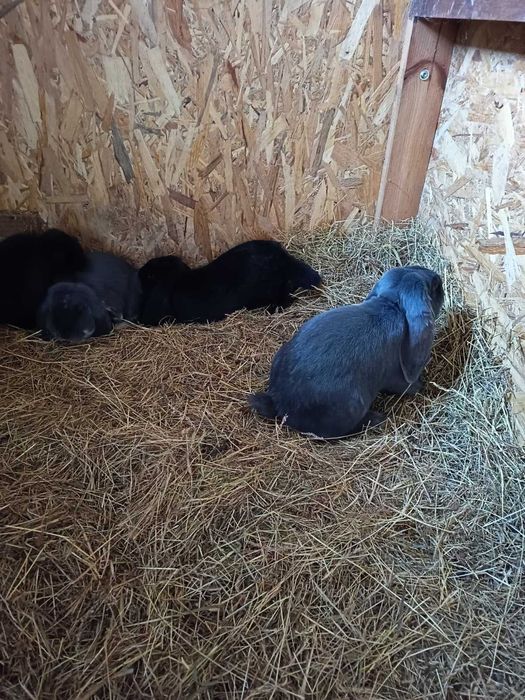 Króliki Baran Francuski