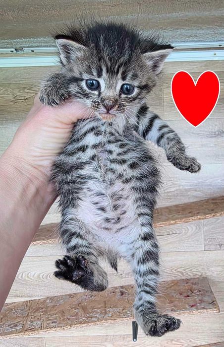 Кошенята в добрі руки