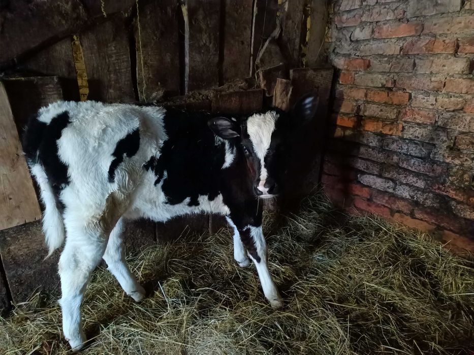 Продам дві телиці