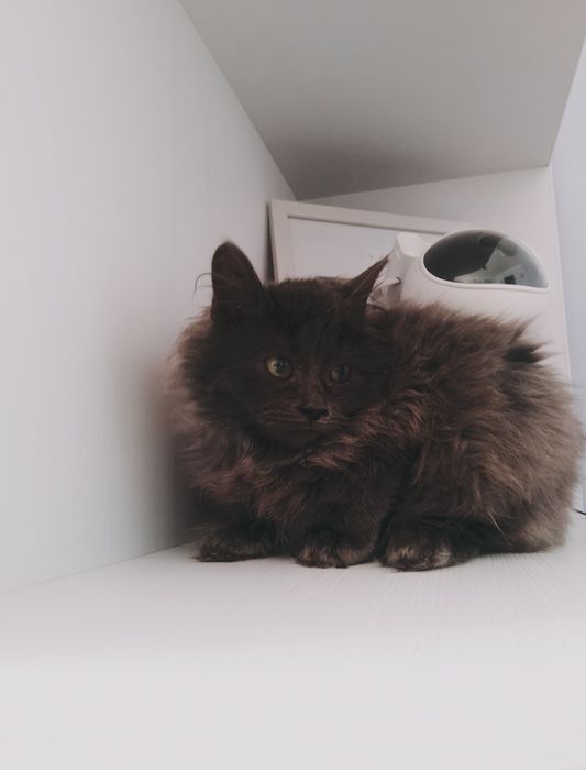 Британець довгошерстний